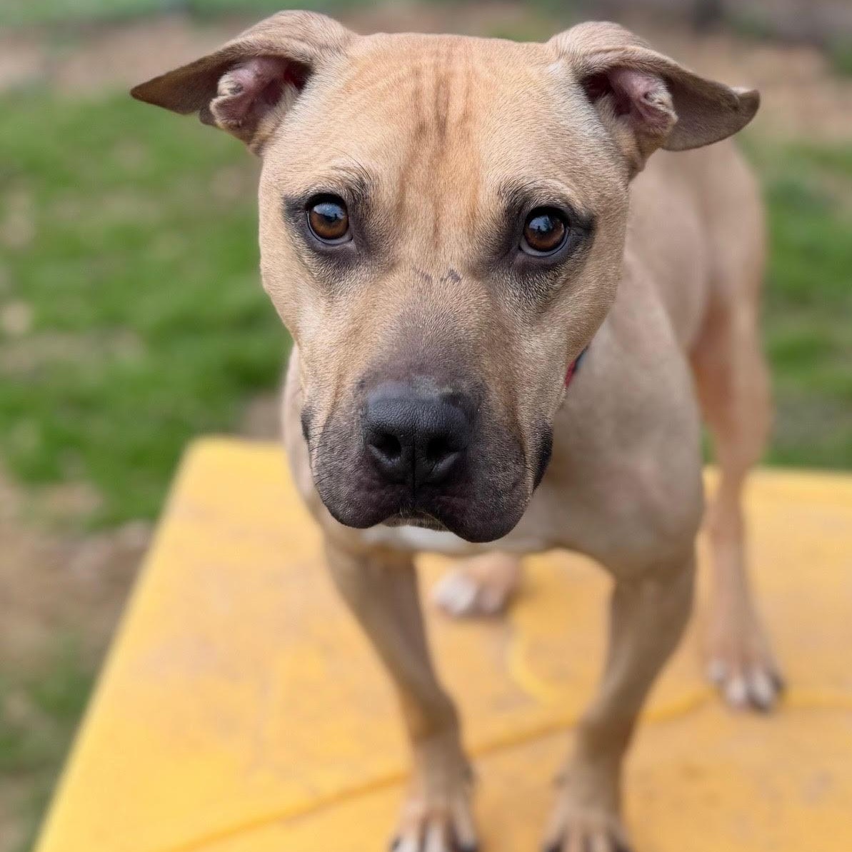 Enlarge Cadpig, a ADOPTABLE mixed breed in Water Valley, MS image 3/6