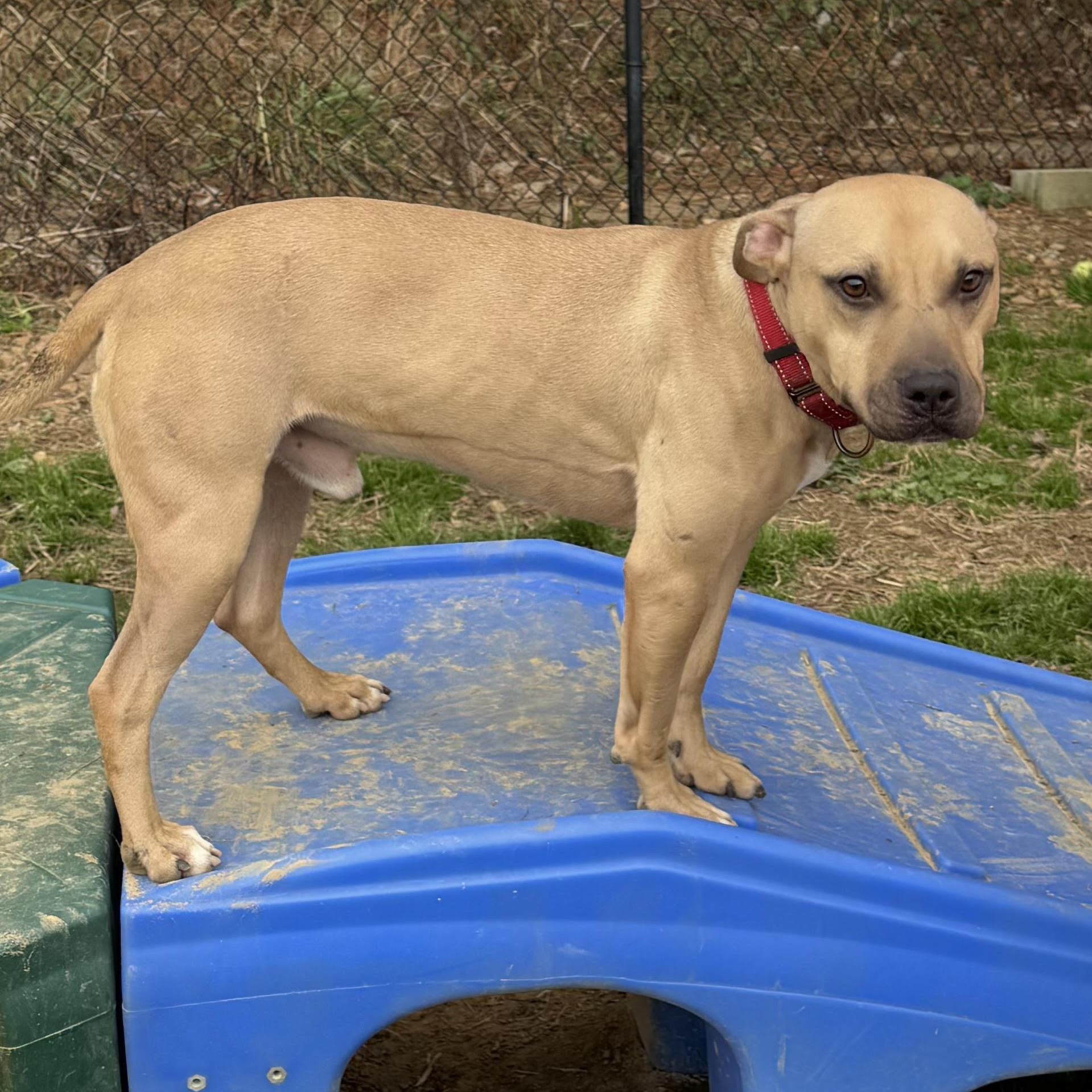 Enlarge Cadpig, a ADOPTABLE mixed breed in Water Valley, MS image 4/6