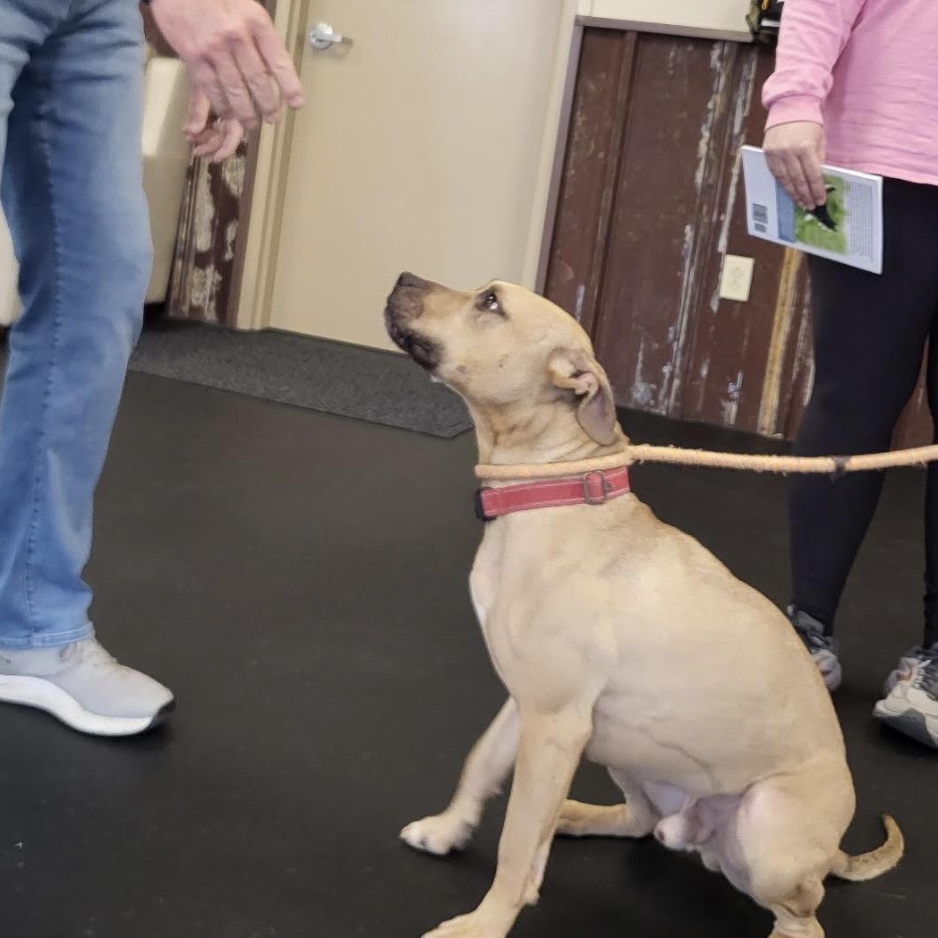 Enlarge Cadpig, a ADOPTABLE mixed breed in Water Valley, MS image 1/6