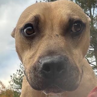 Enlarge Cadpig, a ADOPTABLE mixed breed in Water Valley, MS image 6/6