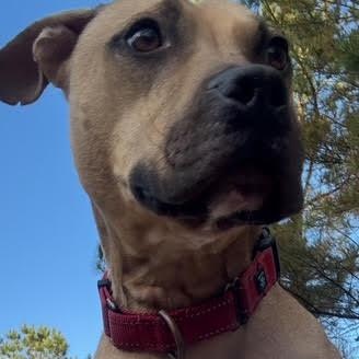Enlarge Cadpig, a ADOPTABLE mixed breed in Water Valley, MS image 2/6