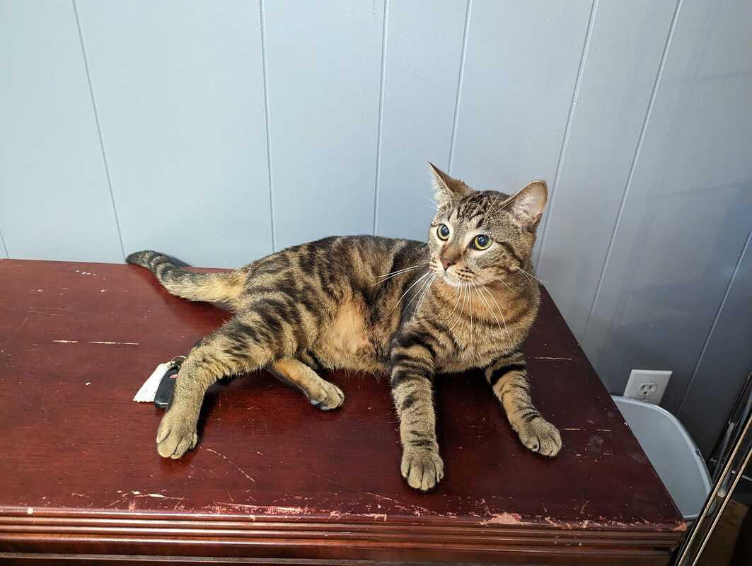 Enlarge Growler (ask to meet me!), a ADOPTABLE Domestic Short Hair in Kalamazoo, MI image 3/5
