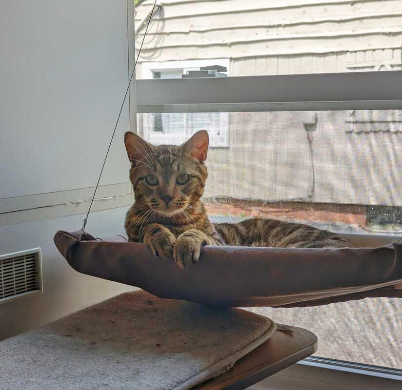 Enlarge Growler (ask to meet me!), a ADOPTABLE Domestic Short Hair in Kalamazoo, MI image 2/5