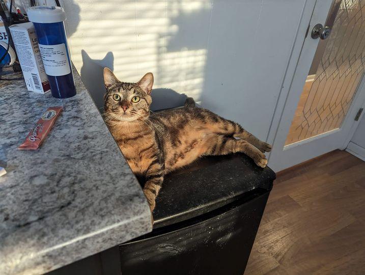 Growler (ask to meet me!), ADOPTABLE, Adult Male Domestic Short Hair.