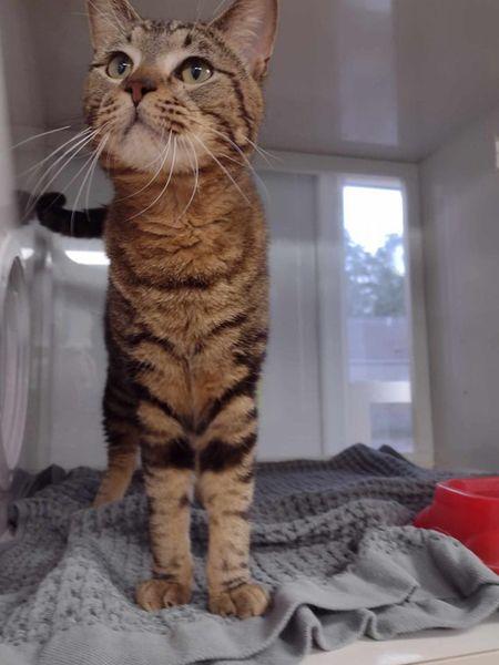 Enlarge Growler (ask to meet me!), a ADOPTABLE Domestic Short Hair in Kalamazoo, MI image 5/5