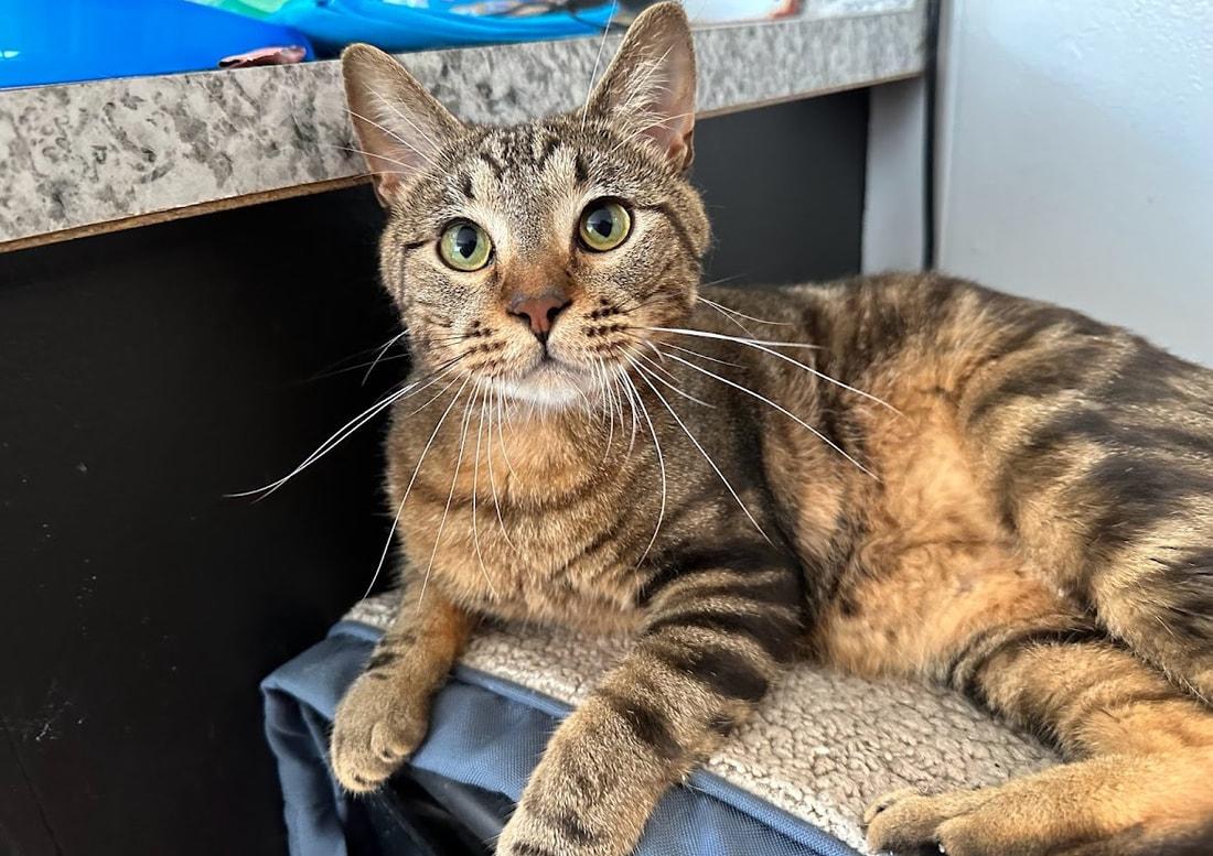 Enlarge Growler (ask to meet me!), a ADOPTABLE Domestic Short Hair in Kalamazoo, MI image 4/5