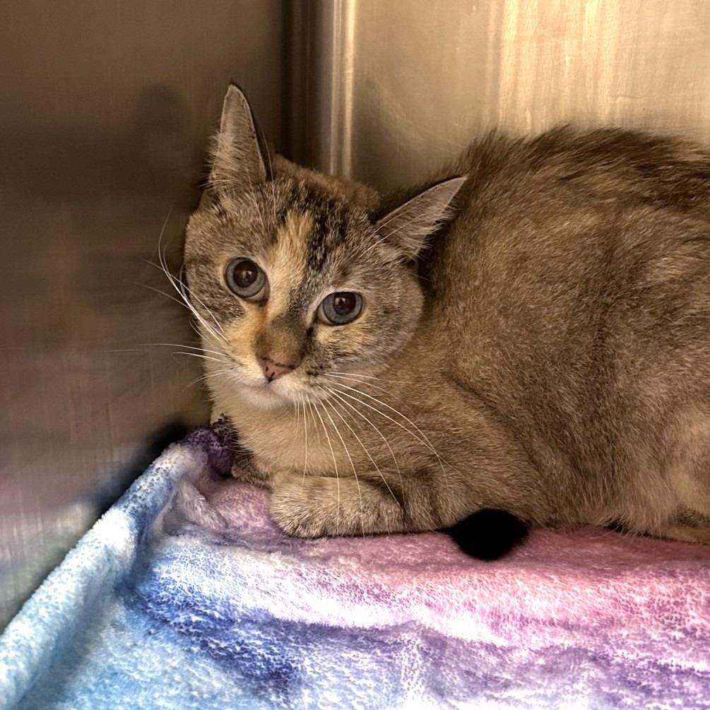 Enlarge Ravina, a Adoptable Domestic Short Hair in Wickenburg, AZ image 1/2