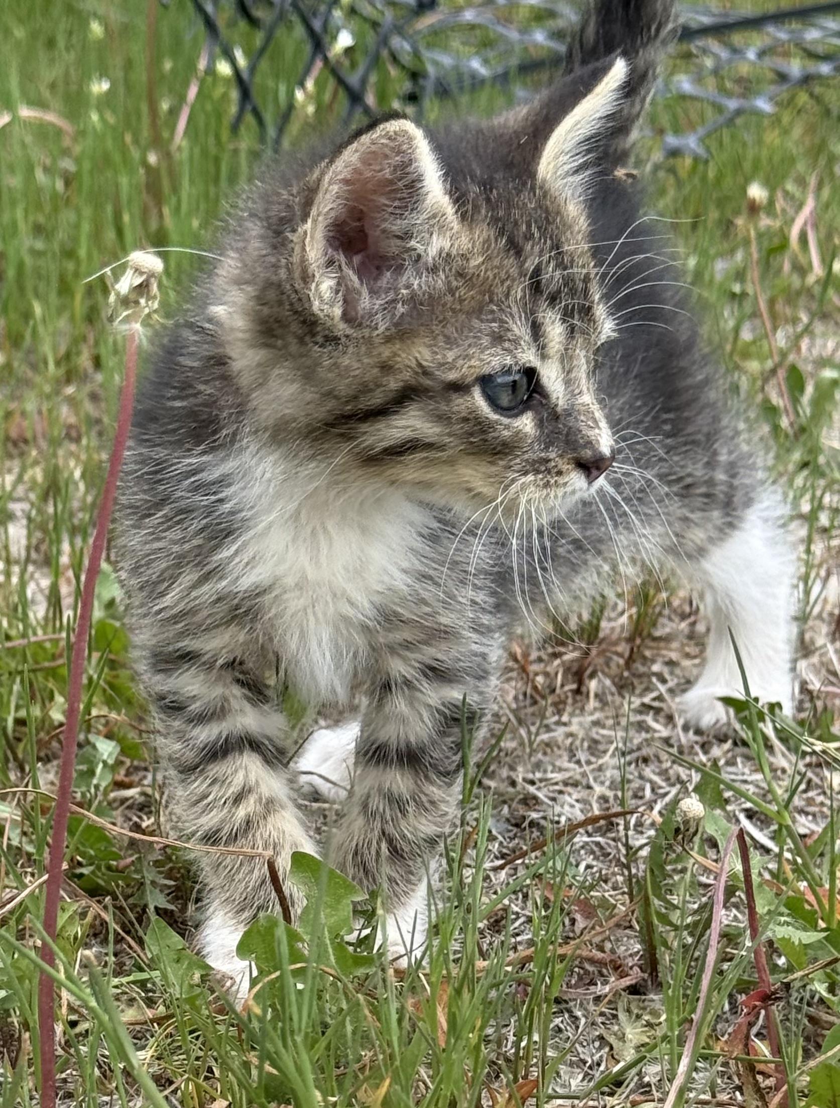 Gibson, Young Male Domestic Short Hair