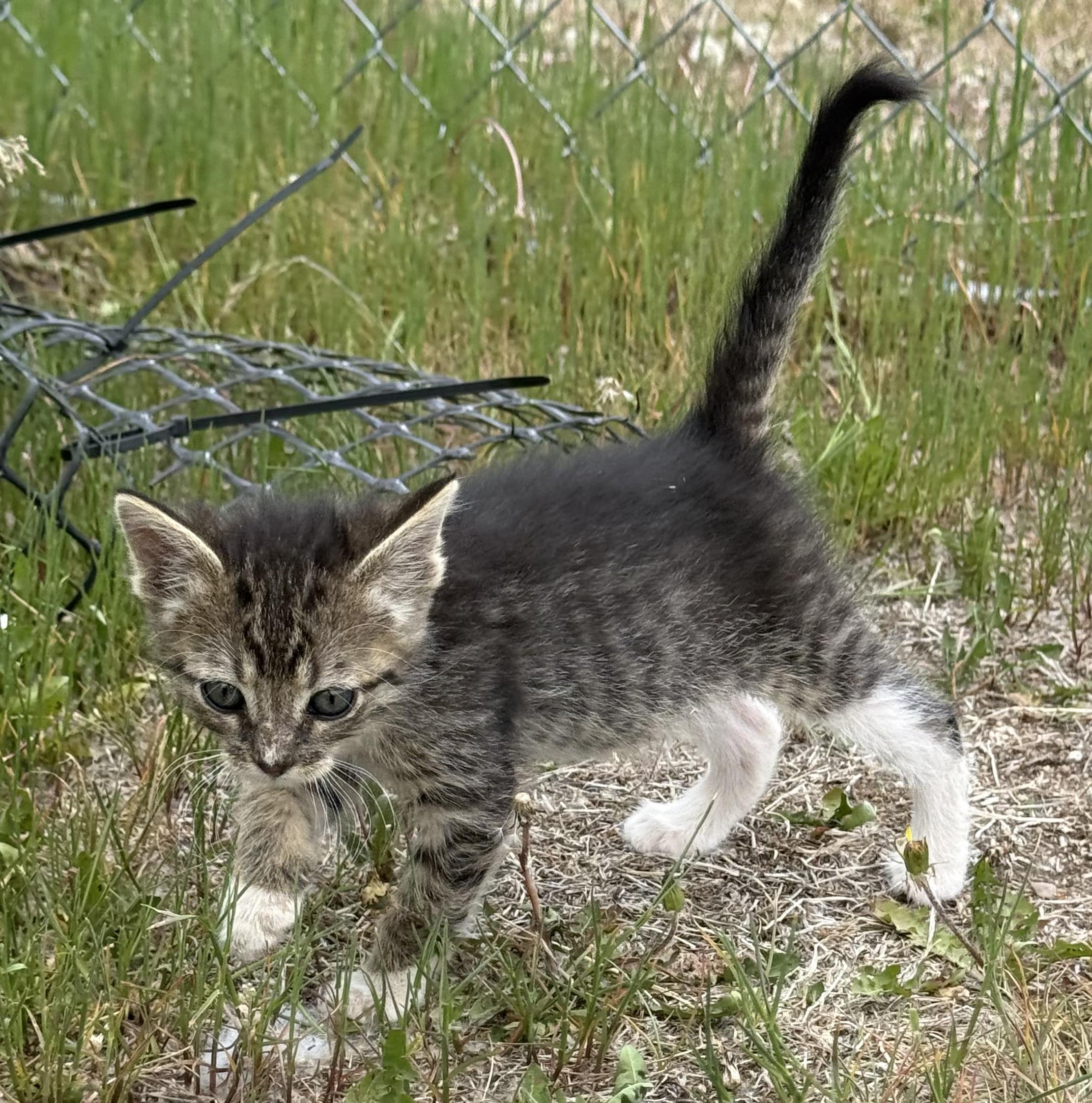 Gibson, an adoptable Domestic Short Hair in Butte, MT, 59701 | Photo Image 2