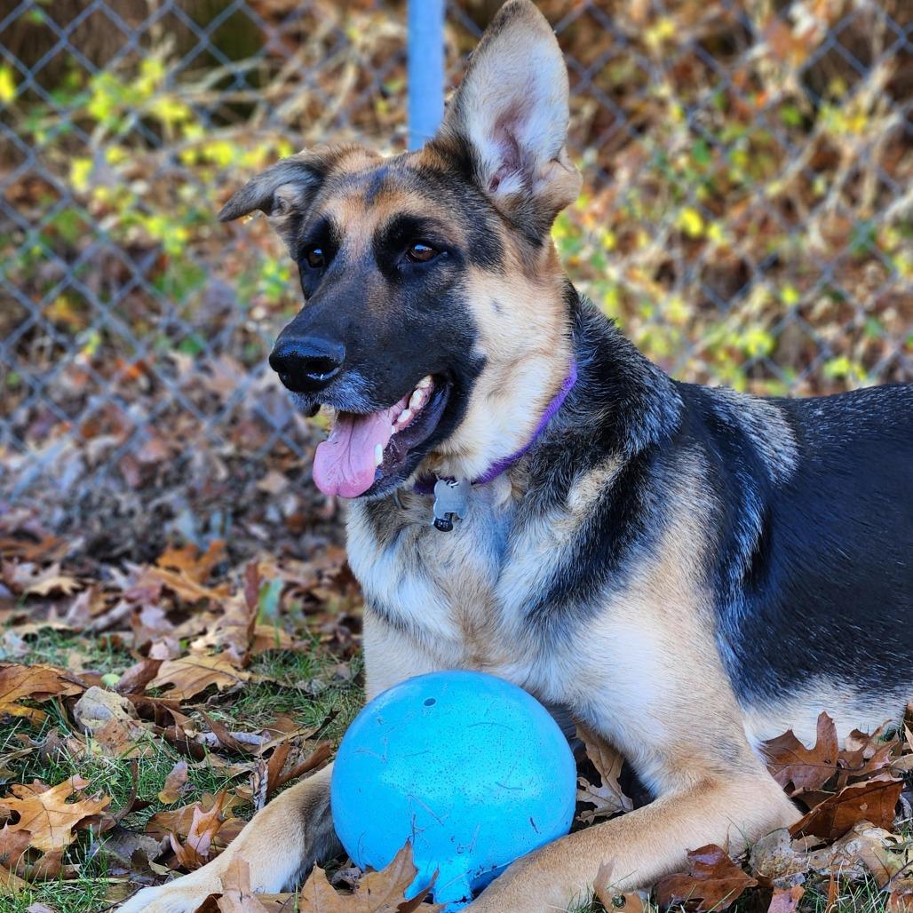 Rex, Adoptable, Adult Male German Shepherd Dog & Mixed Breed.