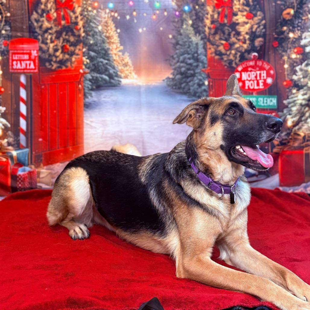 Enlarge Rex, a Adoptable mixed breed in Fenton, MI image 2/5