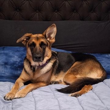 Enlarge Rex, an adoptable mixed breed in Fenton, MI image 2/6