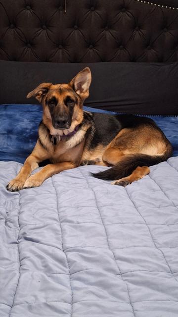 Enlarge Rex, an adoptable mixed breed in Fenton, MI image 1/5