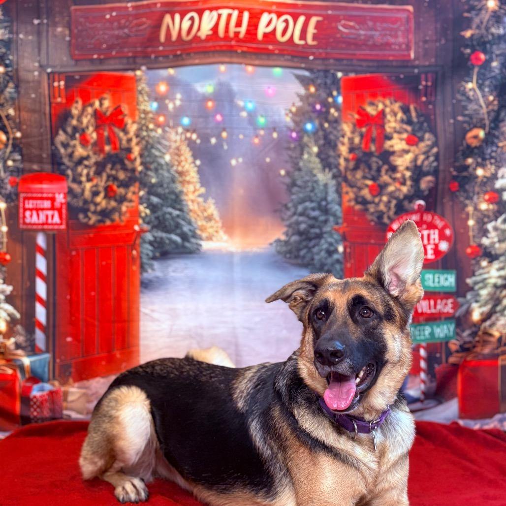 Enlarge Rex, a Adoptable mixed breed in Fenton, MI image 1/5