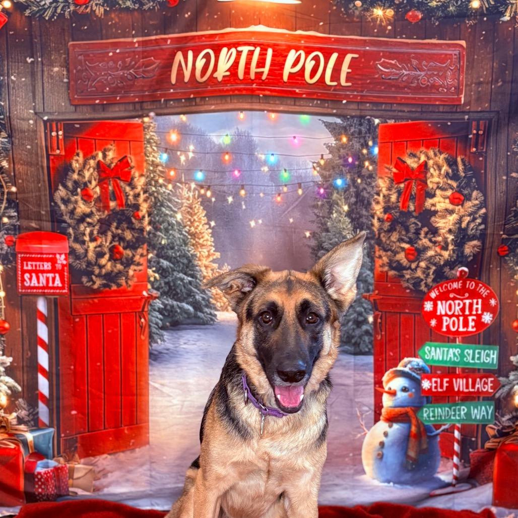 Enlarge Rex, a Adoptable mixed breed in Fenton, MI image 3/5