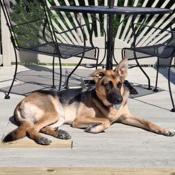 Rex, adoptable, Adult Male German Shepherd Dog & Mixed Breed.