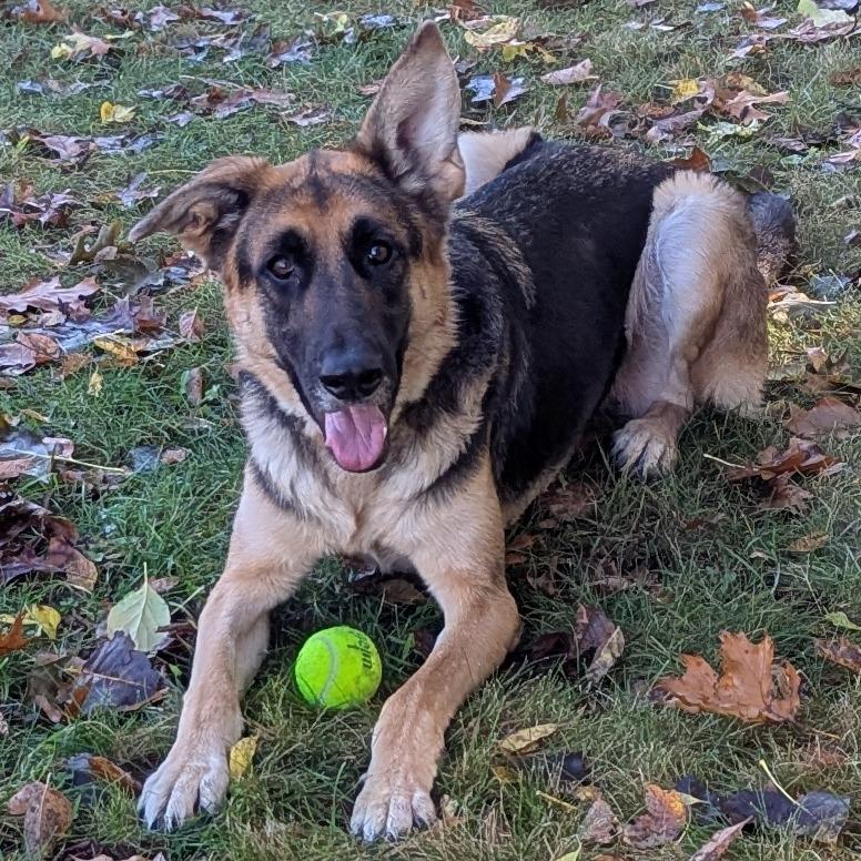 Rex, a Adoptable mixed breed in Fenton, MI image 2/2