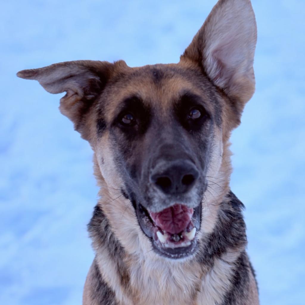 Enlarge Rex, an adoptable mixed breed in Fenton, MI image 1/5