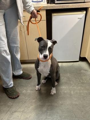 Hope, Adoptable, Puppy Female Pit Bull Terrier & Mixed Breed.