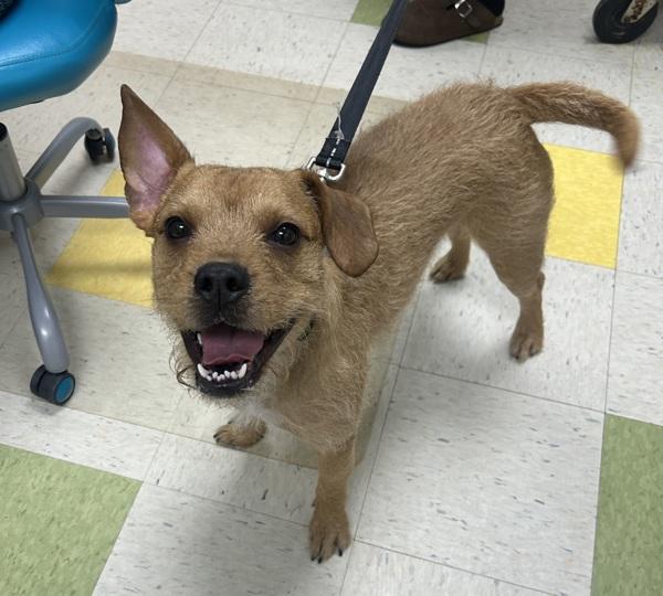 Whiskey, Adoptable, Adult Male Border Terrier.