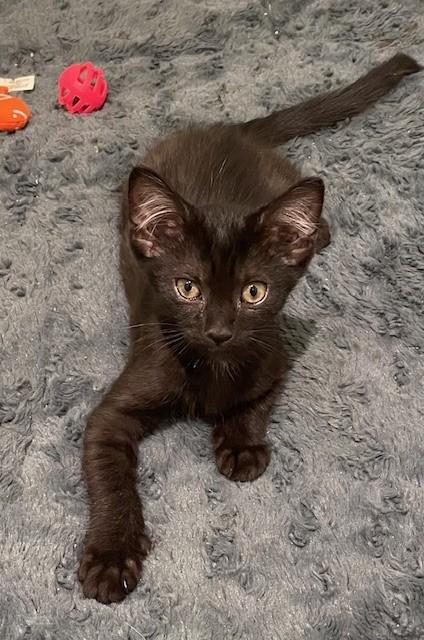 Enlarge Seeley (LE), a Adoptable Domestic Short Hair in Little Falls, NJ image 3/4