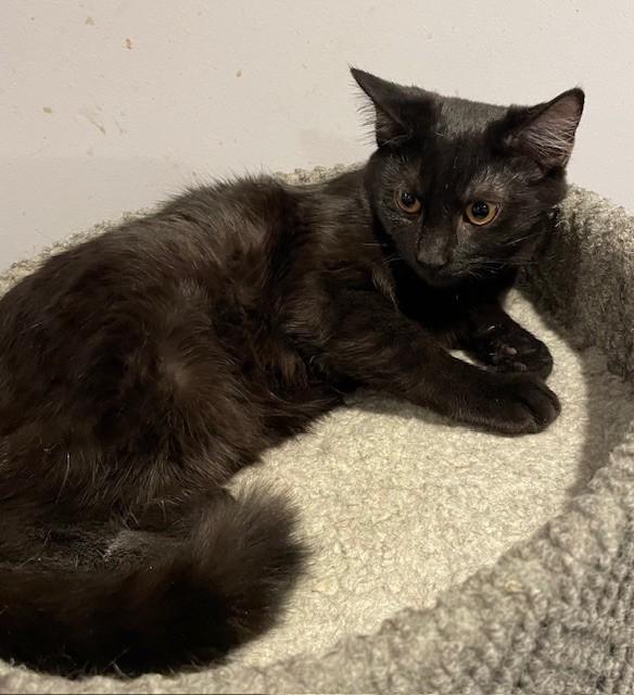 Enlarge Seeley (LE), a Adoptable Domestic Short Hair in Little Falls, NJ image 2/4