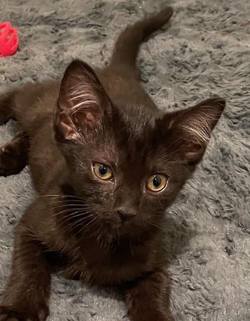 Enlarge Seeley (LE), a Adoptable Domestic Short Hair in Little Falls, NJ image 4/4