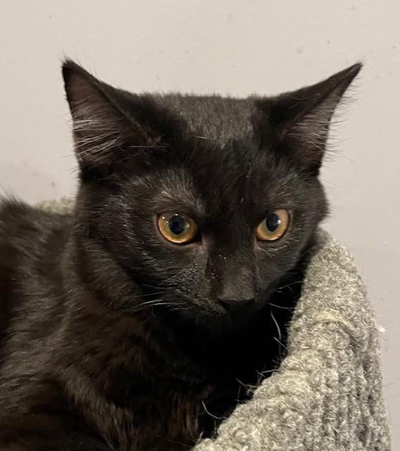 Seeley (LE), Adoptable, Kitten Female Domestic Short Hair.