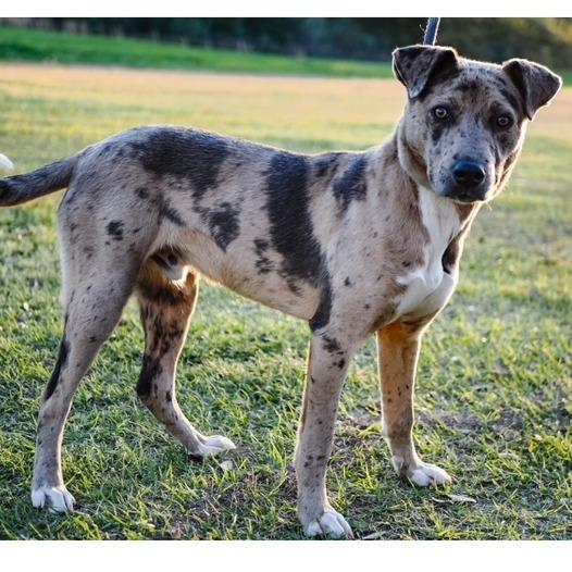 Enlarge Choco, a Adoptable Catahoula Leopard Dog in Donalsonville, GA image 1/1