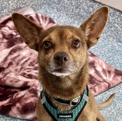 Enlarge Silo, a ADOPTABLE Chihuahua in Santa Cruz, CA image 1/1