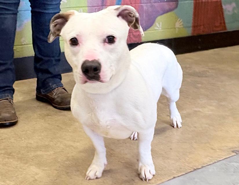 Arctic, ADOPTABLE, Adult Female Pit Bull Terrier & Jack Russell Terrier.