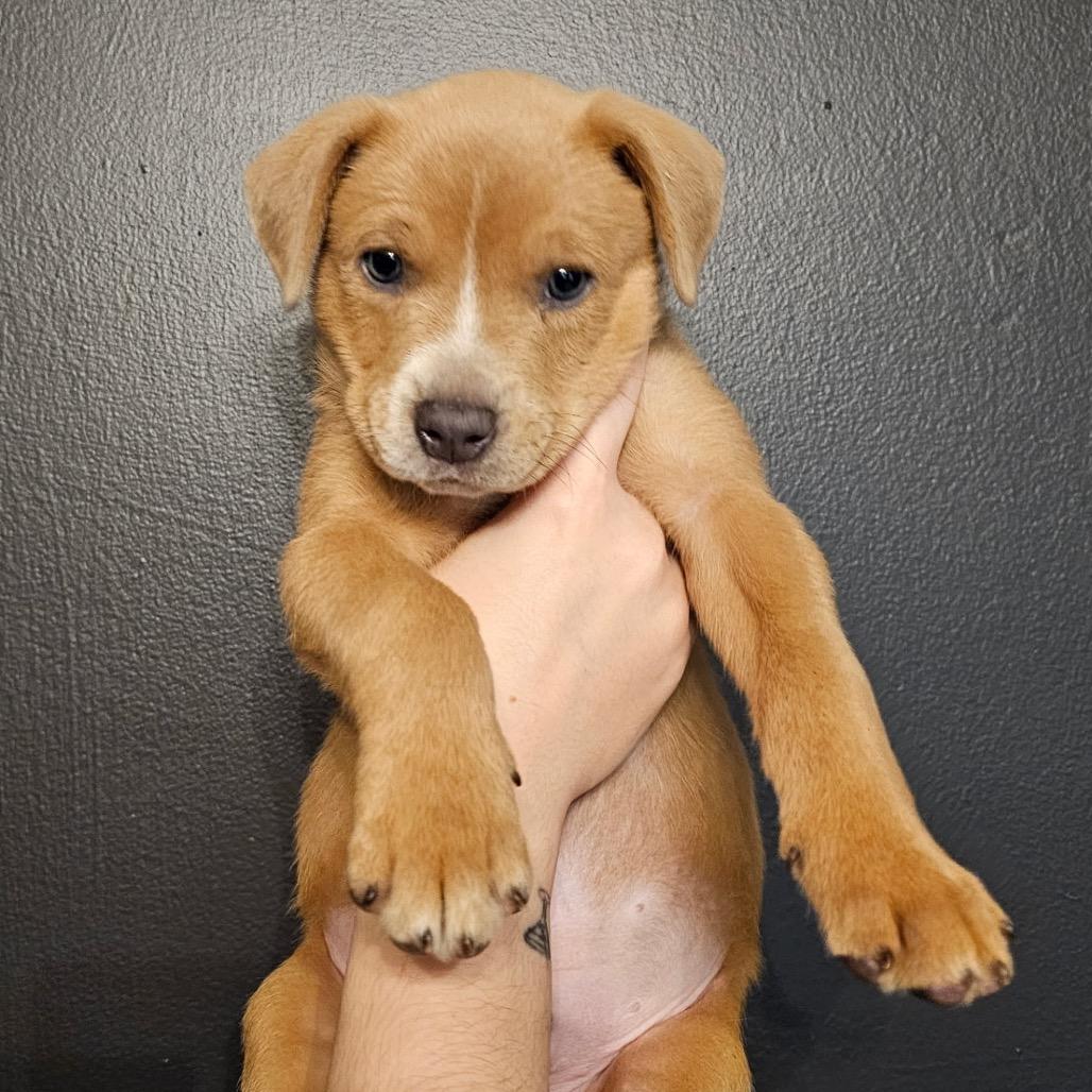 Hitch, a Adoptable Mixed Breed in Mocksville, NC image 1/4
