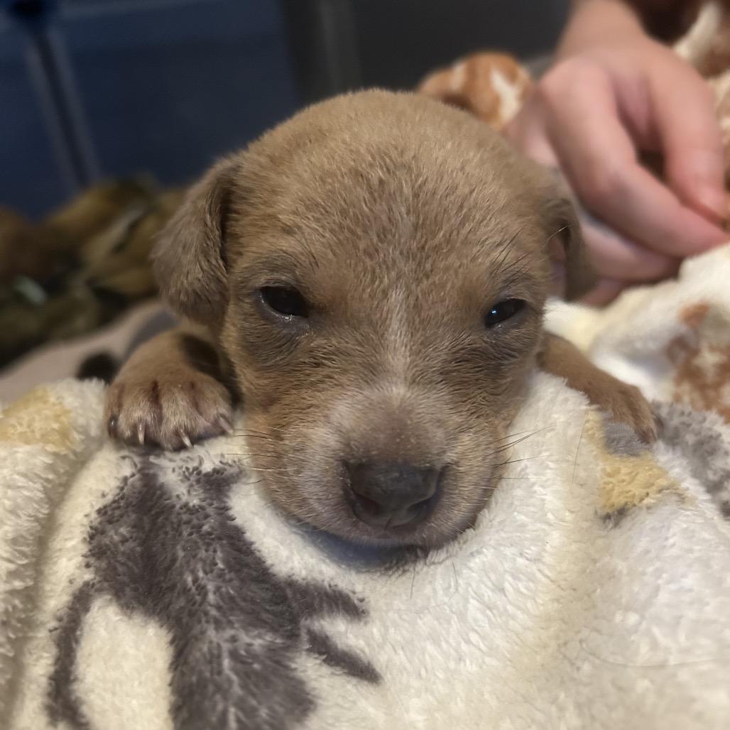 Hitch, a Adoptable Mixed Breed in Mocksville, NC image 2/4