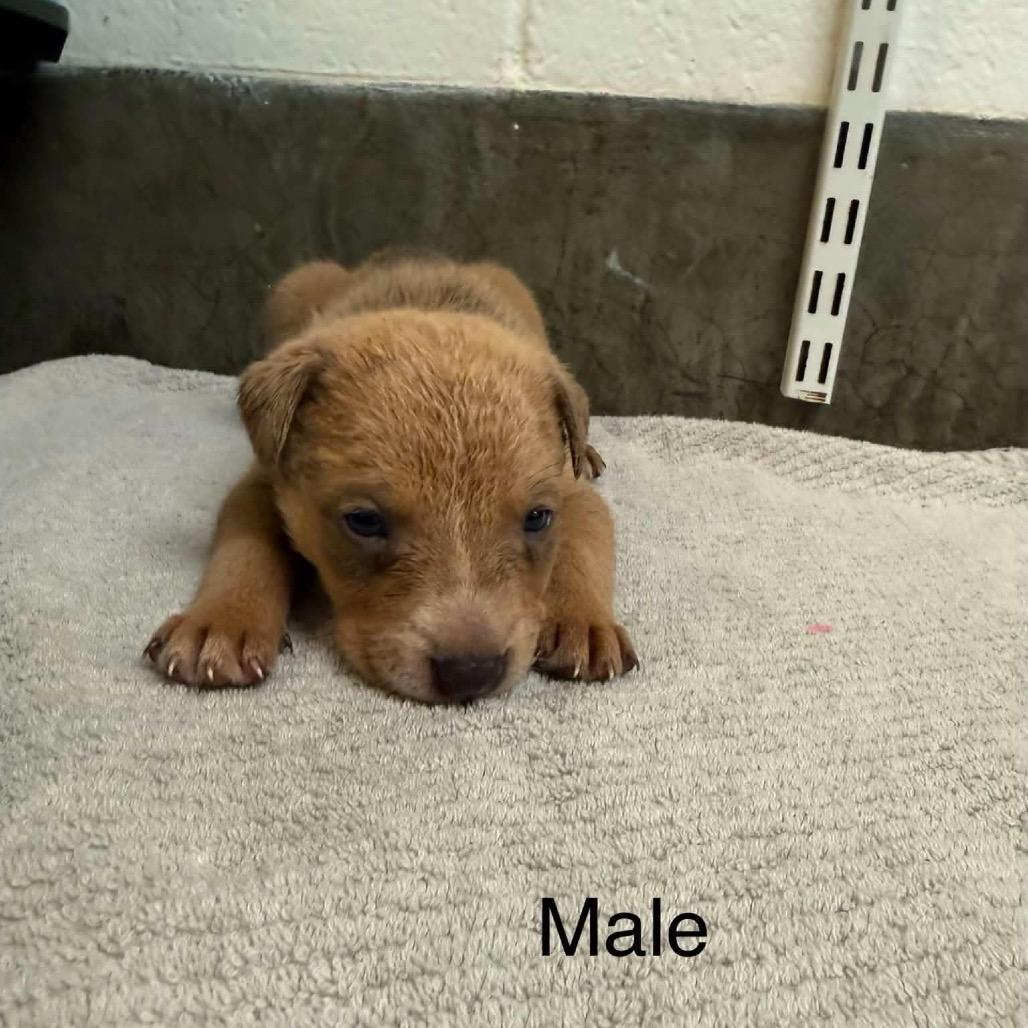 Hitch, a Adoptable Mixed Breed in Mocksville, NC image 4/4