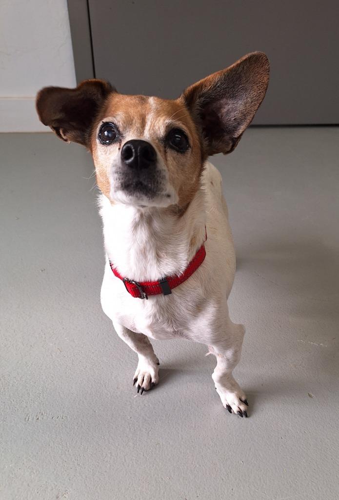 Cooper, Adoptable, Senior Male Jack Russell Terrier.