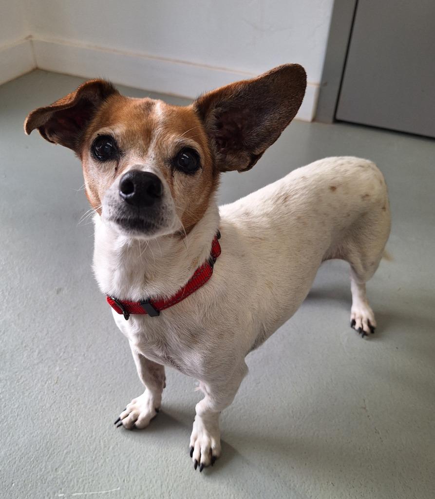 Enlarge Cooper, a Adoptable Jack Russell Terrier in Noble, OK image 2/3