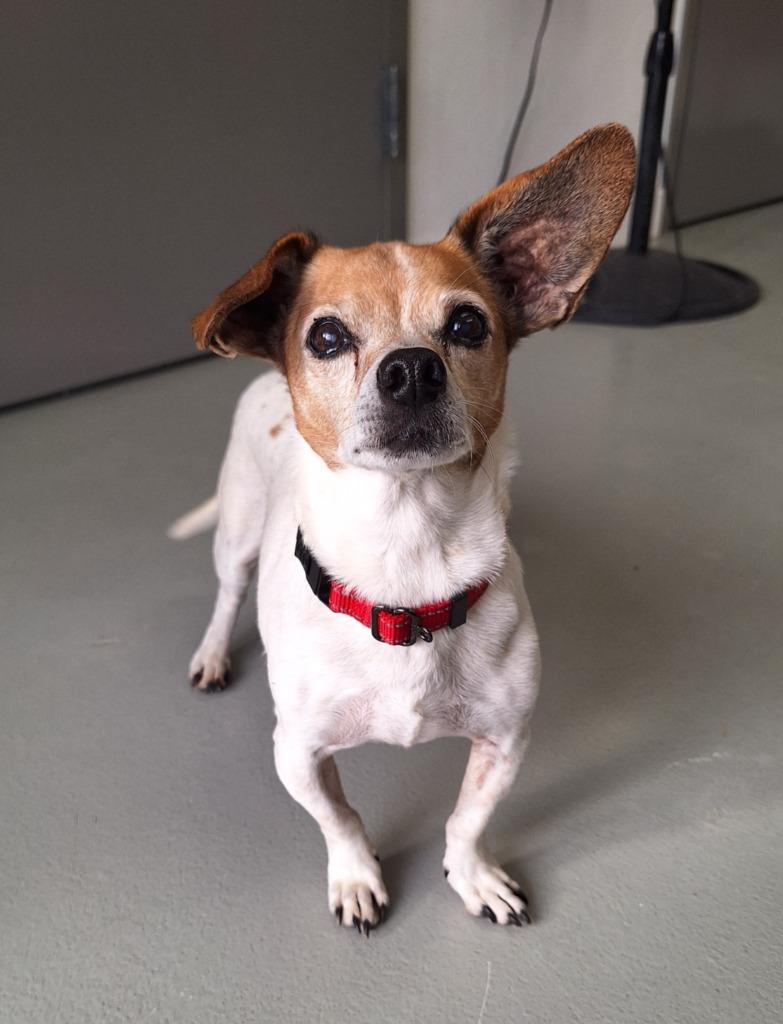 Enlarge Cooper, a Adoptable Jack Russell Terrier in Noble, OK image 3/3