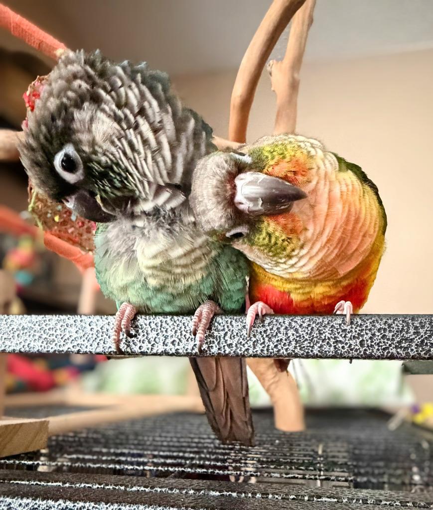 Helios, Adoptable, Adult Male Conure.