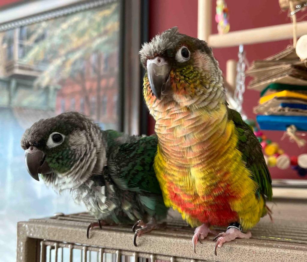 Enlarge Helios, a Adoptable Conure in Ballwin, MO image 2/6