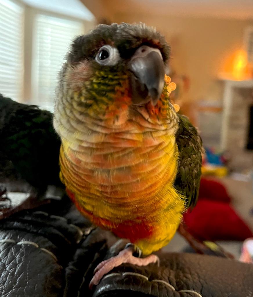 Enlarge Helios, a Adoptable Conure in Ballwin, MO image 3/6