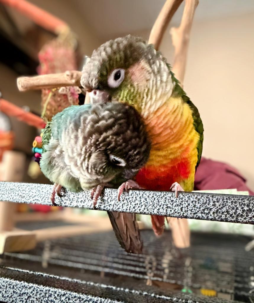 Enlarge Helios, a Adoptable Conure in Ballwin, MO image 4/6