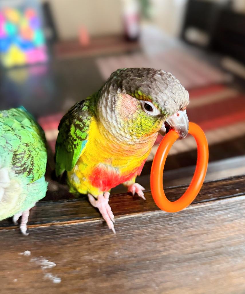 Enlarge Helios, a Adoptable Conure in Ballwin, MO image 5/6
