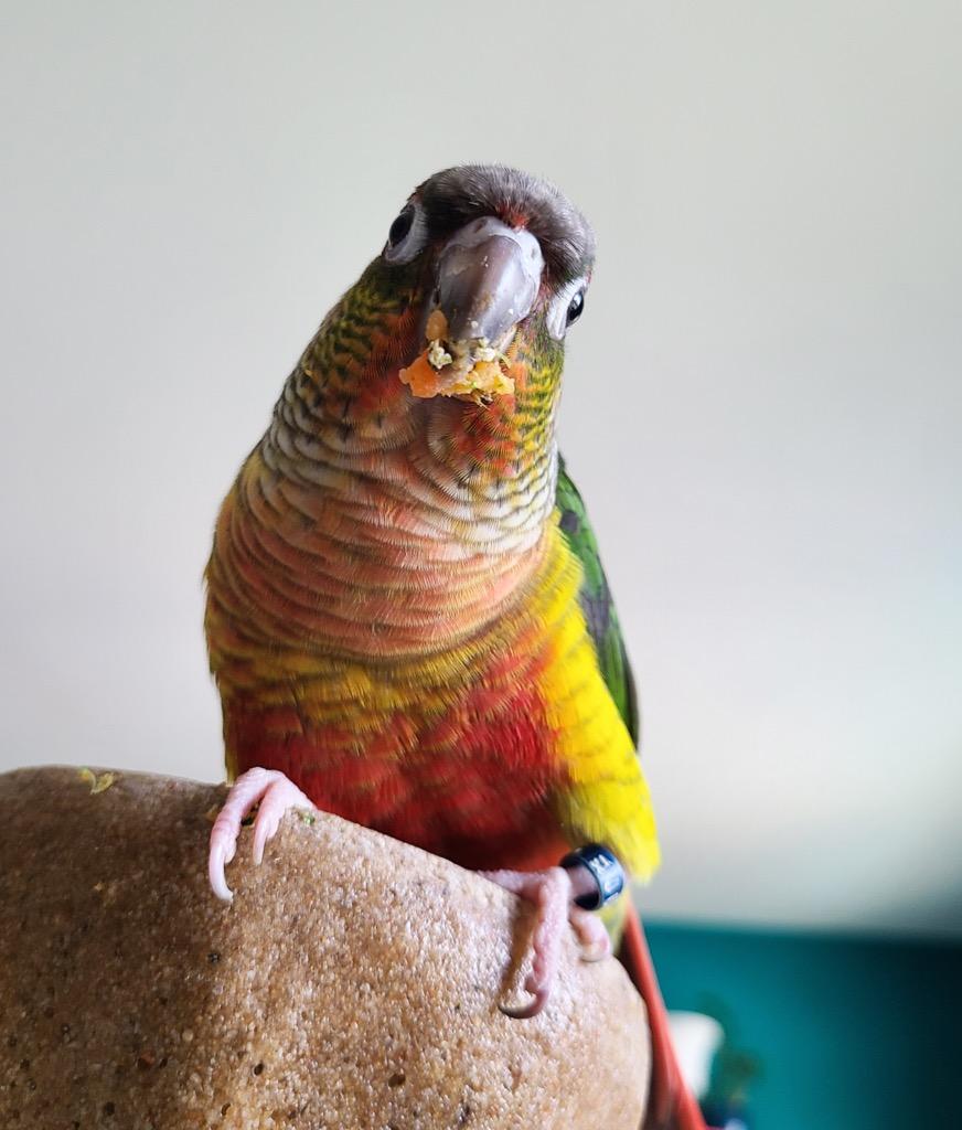 Enlarge Helios, a Adoptable Conure in Ballwin, MO image 6/6