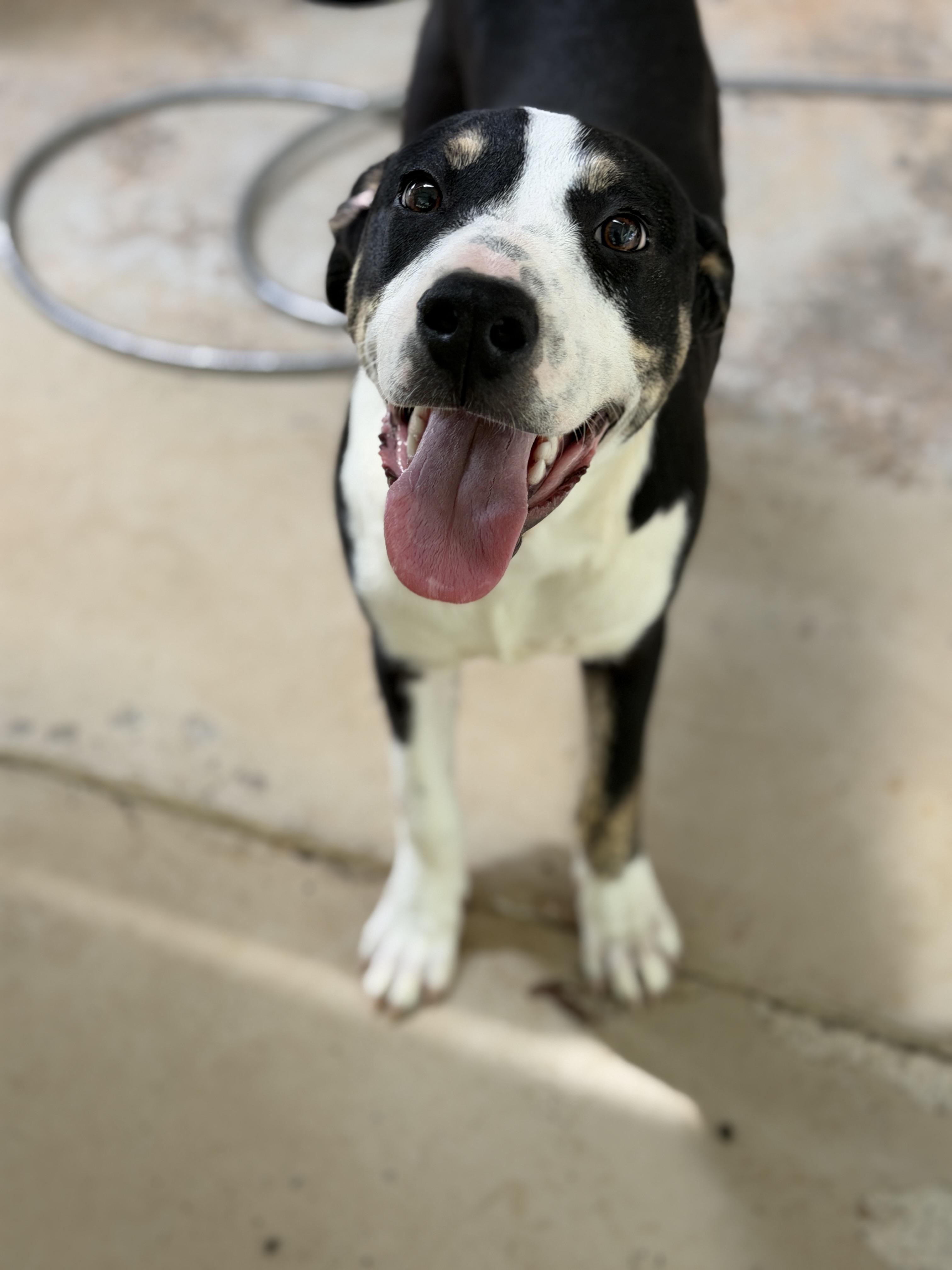 Enlarge Nicky, a Adoptable Mixed Breed in Elberton, GA image 1/1