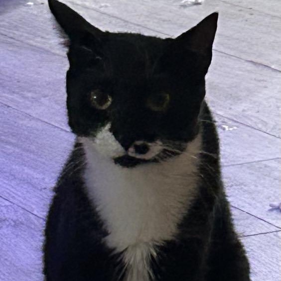 Enlarge Galileo, a Adoptable Tuxedo in Charlotte, NC image 1/1