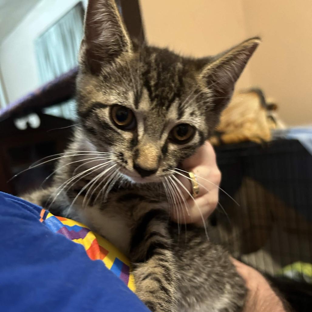 Enlarge Murray, a Adoptable Domestic Short Hair in Johnstown, PA image 1/1