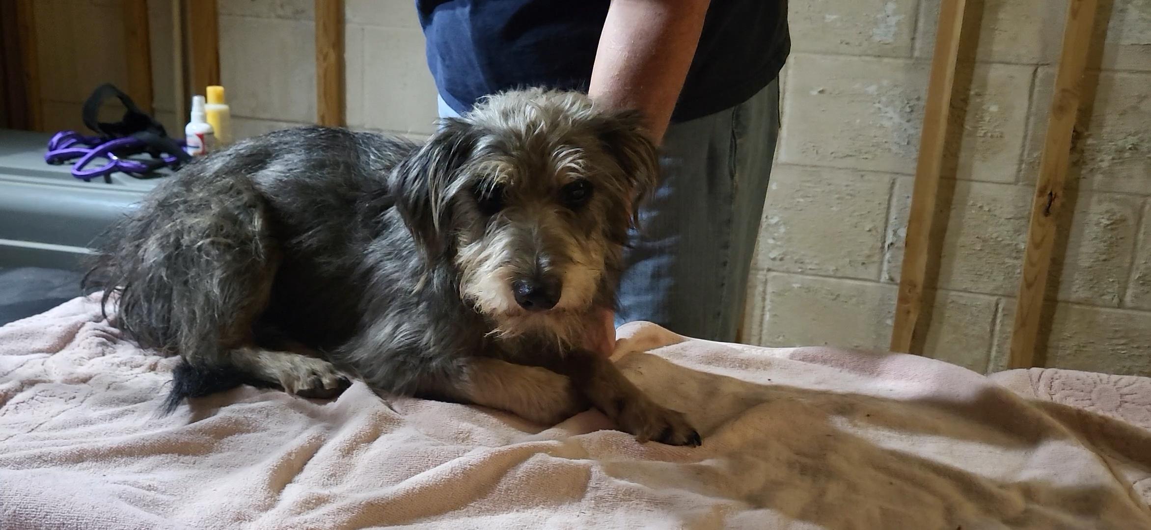 Enlarge Lil Boy, a Adoptable mixed breed in Evansville, IN image 1/2