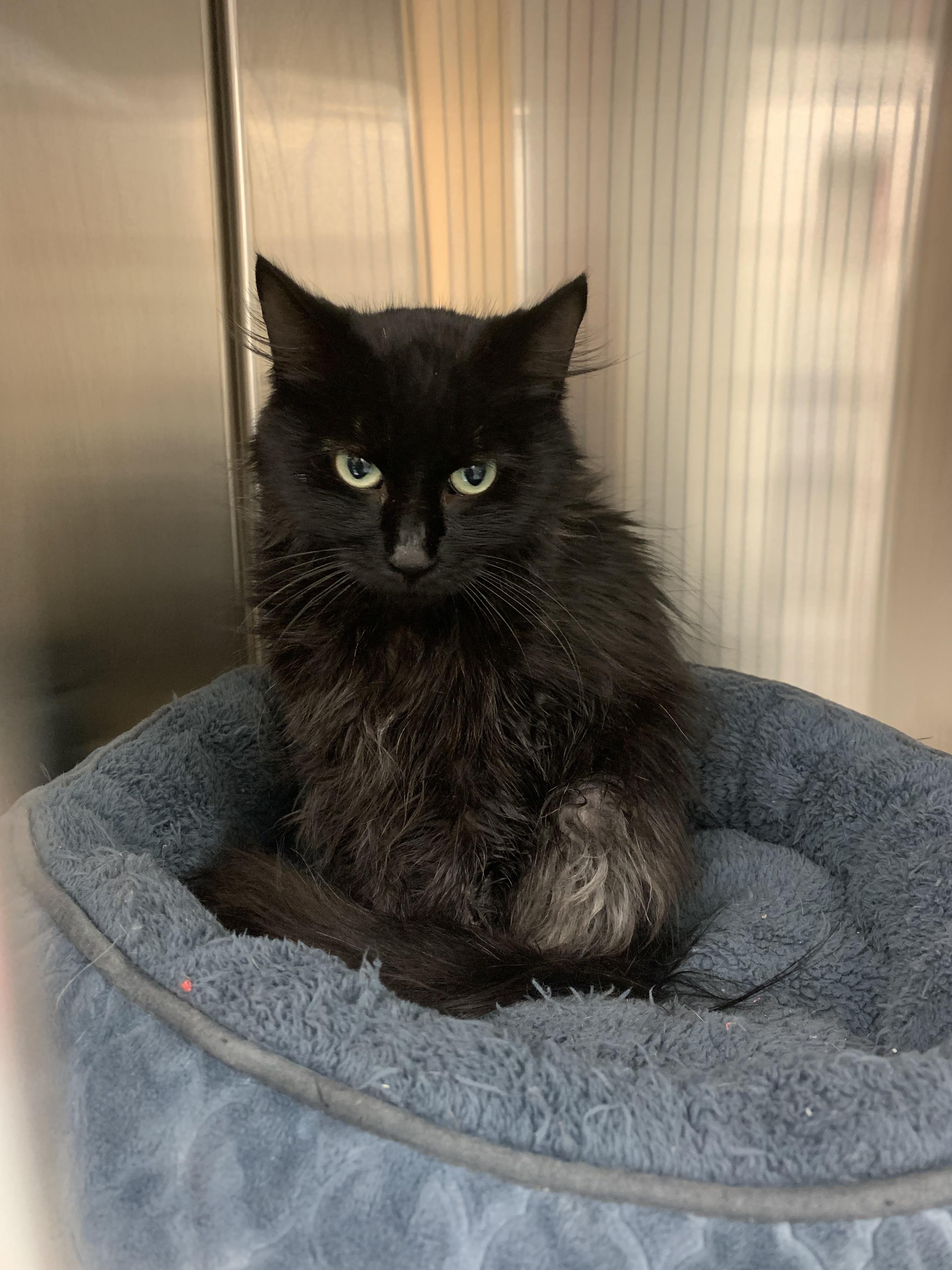 Bella, Adoptable, Adult Female Domestic Long Hair.