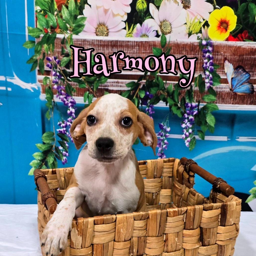 Enlarge Harmony, a Adoptable Mixed Breed in Joliet, IL image 1/1
