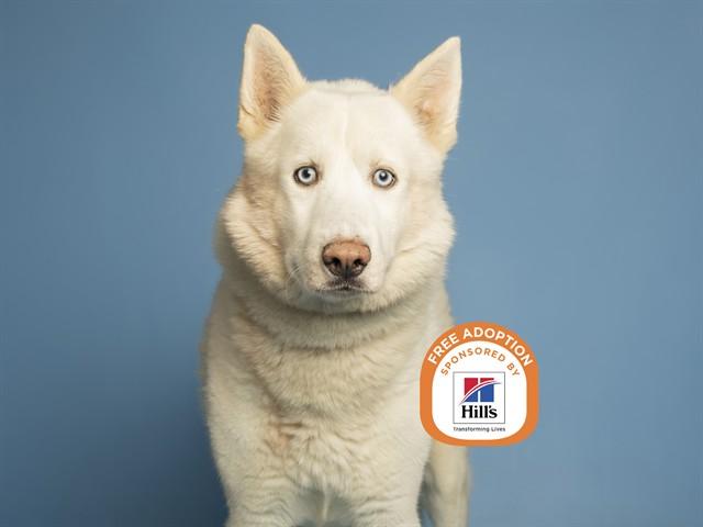 Enlarge ARCTIC, a Adoptable Husky in Phoenix, AZ image 1/1